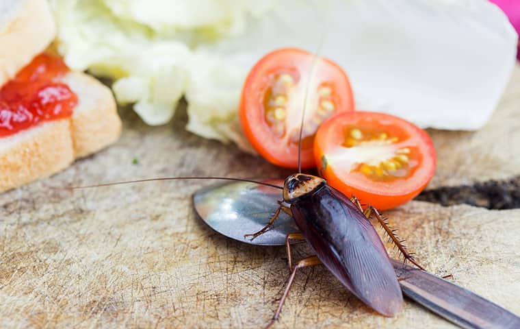 image of a roach next to food