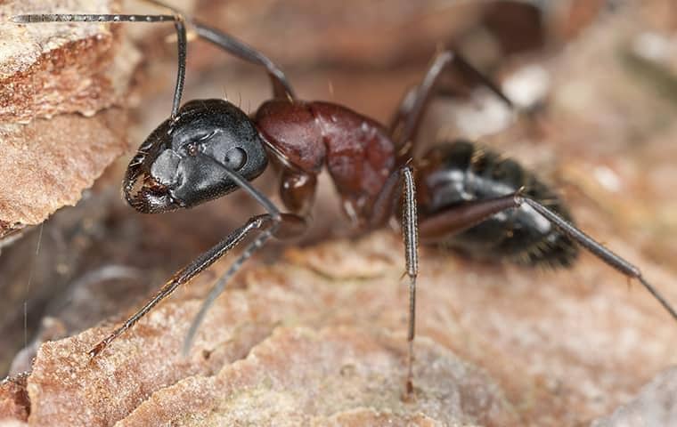 Carpenter Ant In San Antonio