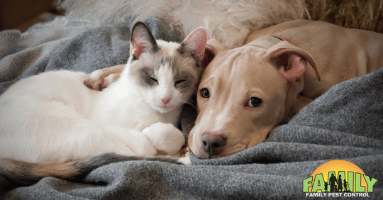 Cat and dog snuggling on blanket