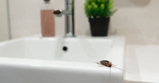 cockroach on sink