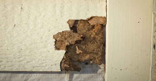termite damage