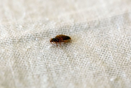 Seasonal Bed Bug Infestations in San Antonio
