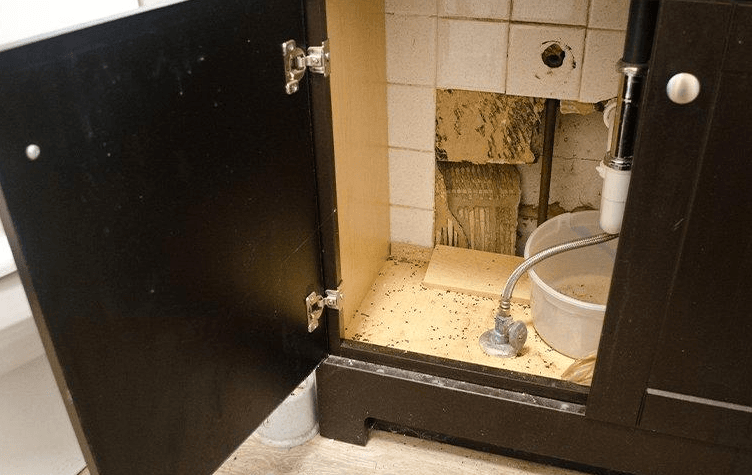 Termite Damage under sink 