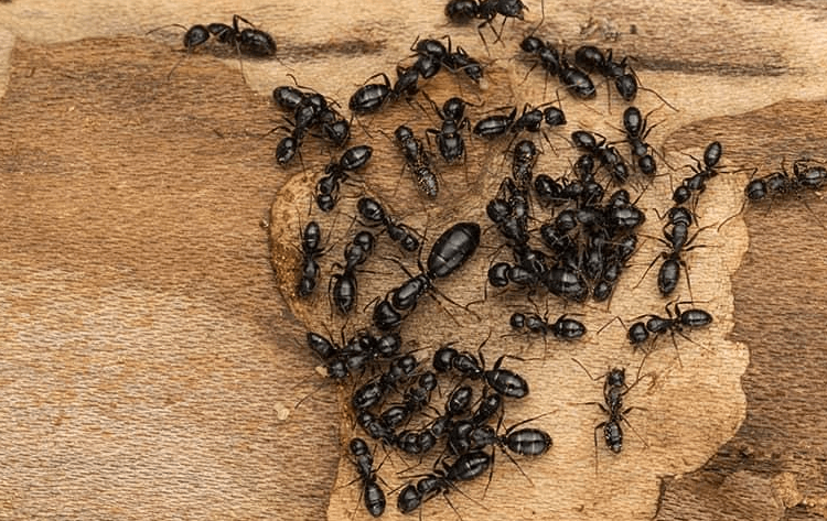 Carpenter Ants