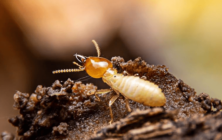 Termite on hill