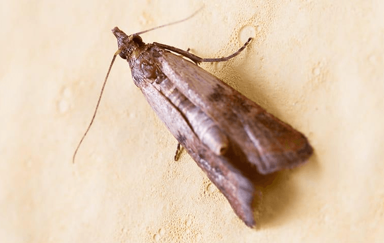 insect on wall