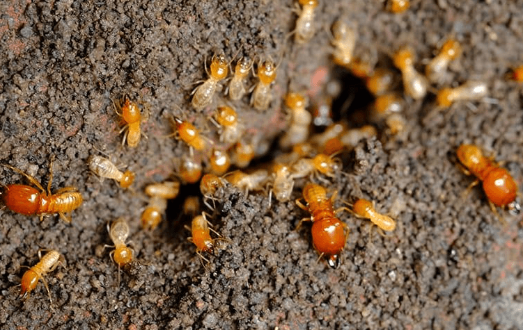 Termites