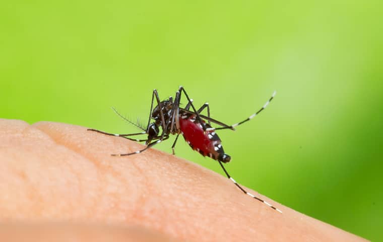 Aedes Aegypti Mosquito