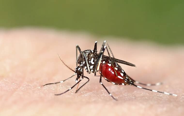 Asian Tiger Mosquito (Aedes Albopictus)