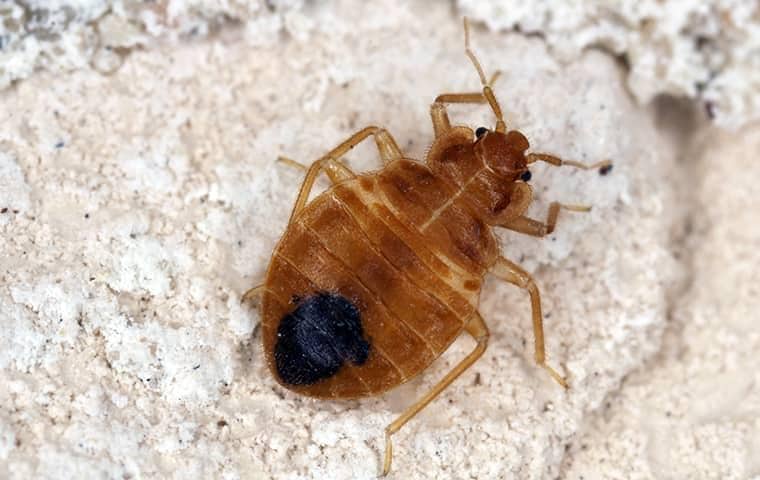 Bed Bug In San Antonio 1)