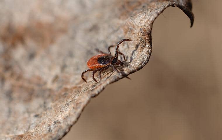 Blacklegged Deer Ticks