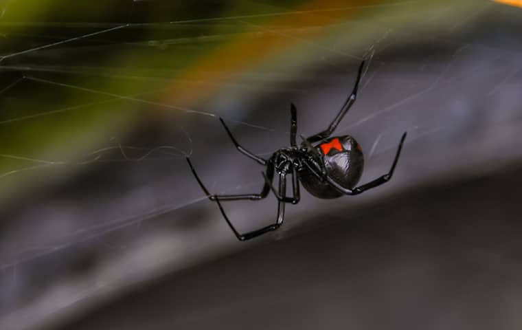 Black Widow Spiders