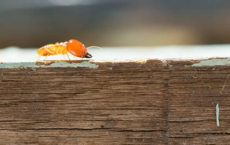 image of  Termites