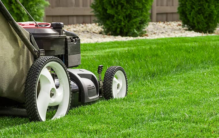 image of a lawn mower