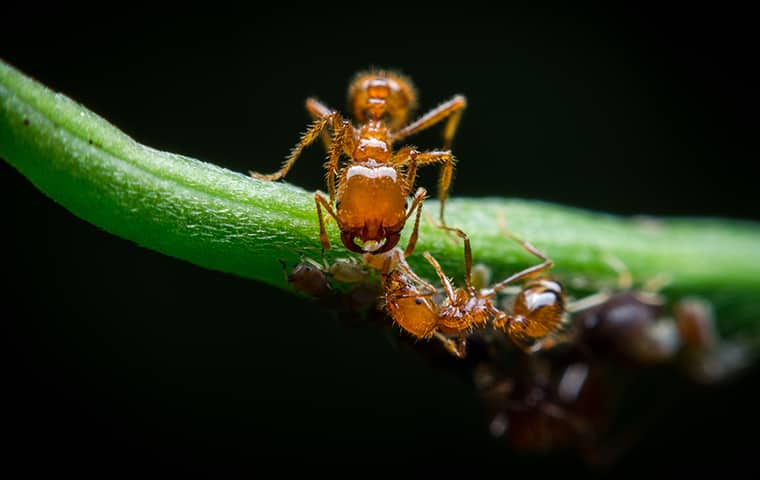 image of fire ants