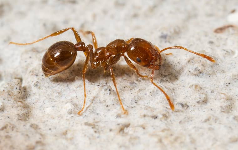 Picture of an ant