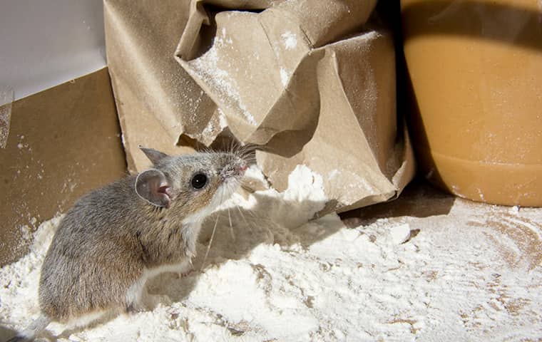 image of a mouse in flour