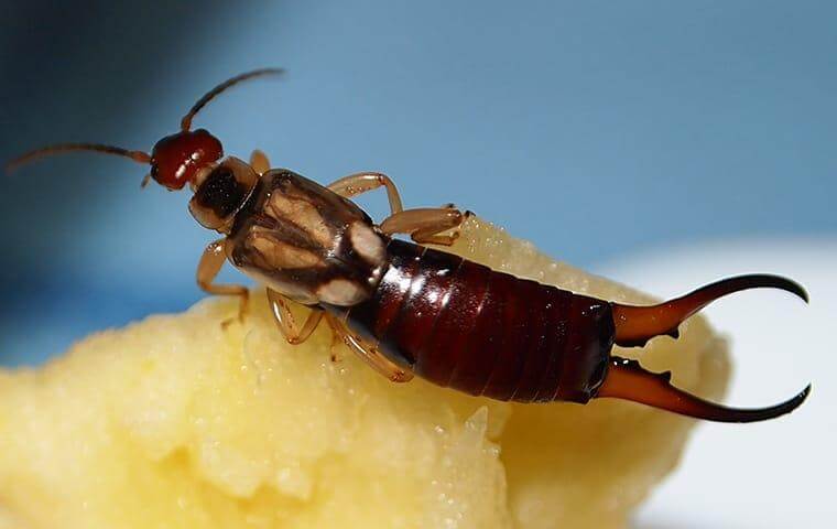 Are Earwigs In San Antonio As Dangerous As They Look