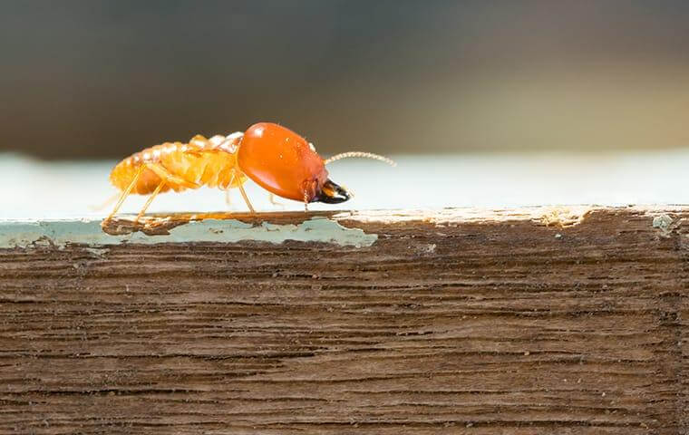 image of a termite