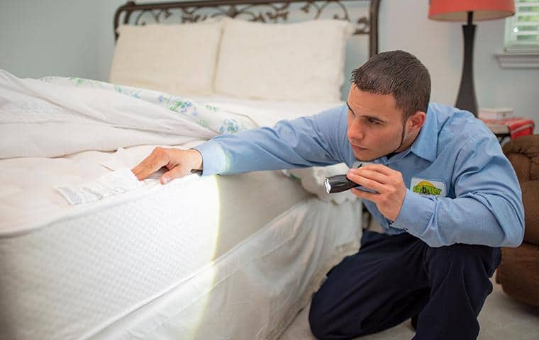 Pest technician checking bed for bugs