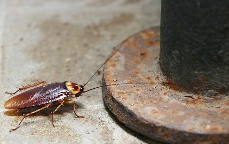 image of Cockroach 