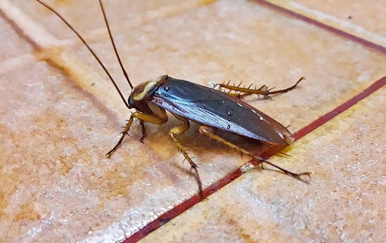 Dangers Cockroaches Pose In San Antonio Homes