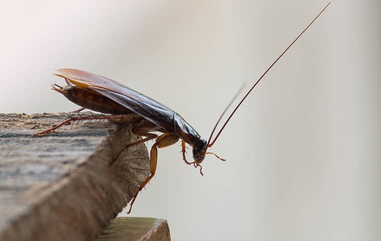 image of a Cockroach 