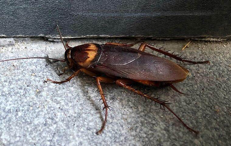 Everything You Need To Know About American Cockroaches In San Antonio