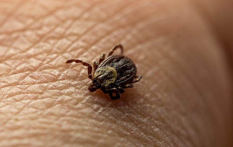 Expert Advice On Tick Prevention In San Antonio