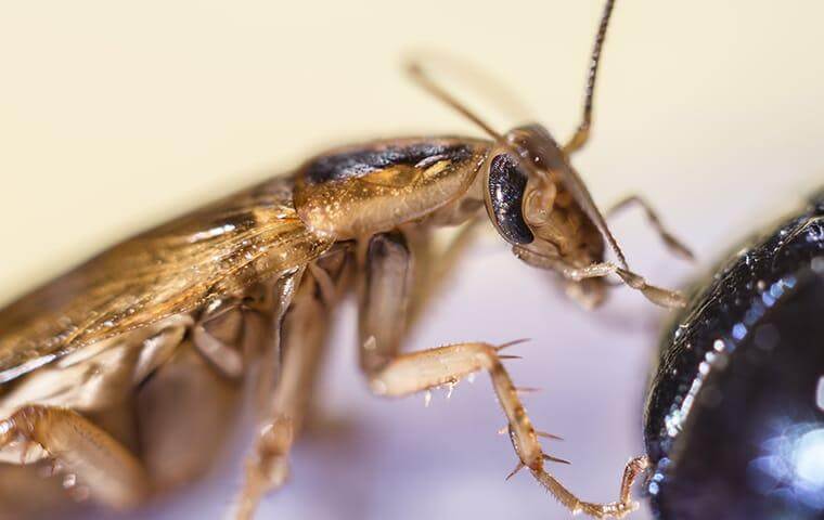 image of a German Cockroaches 