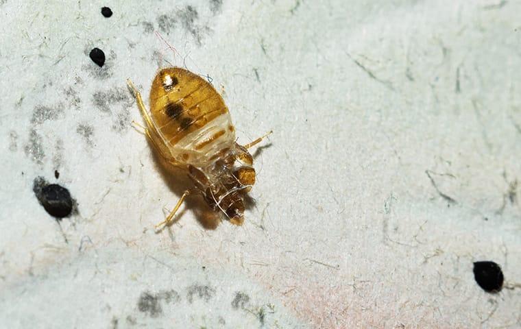 image of bed bugs