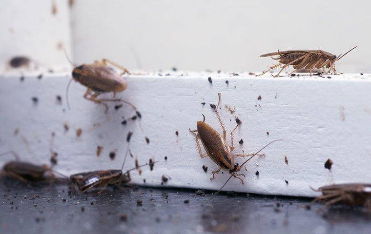 Cockroaches on window sill