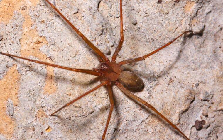 image of a spider