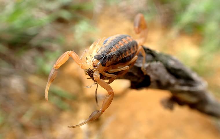 image of a scorpion