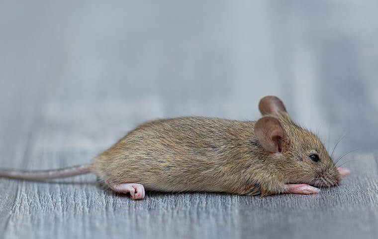 image of a Mouse