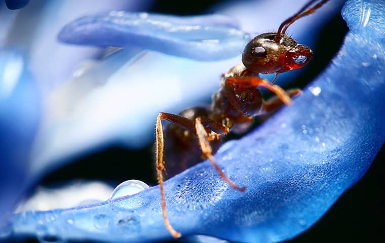 Close Up of Fire Ant 