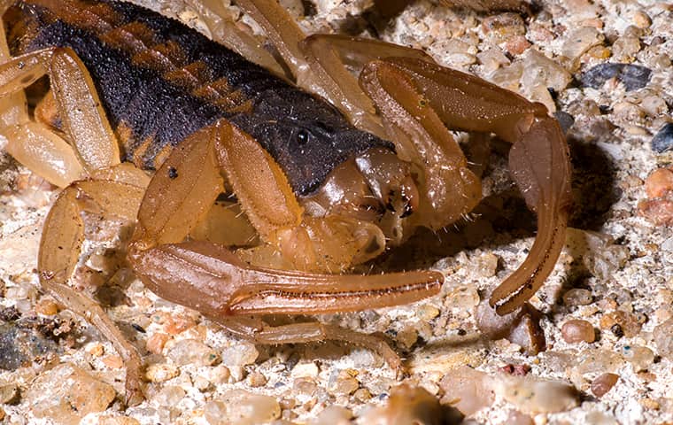 A scorpion deterred after natural scorpion control