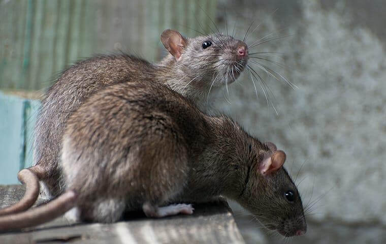 San Antonio S Rat Identification Handbook