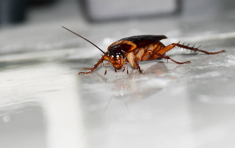 image of a roach