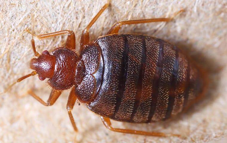 The Problem With San Antonio Bed Bugs