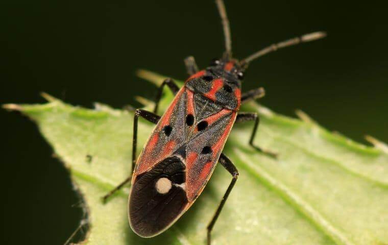 image of The Chinch Bug