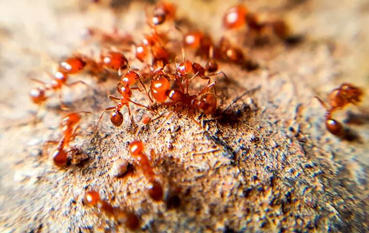 image of ants