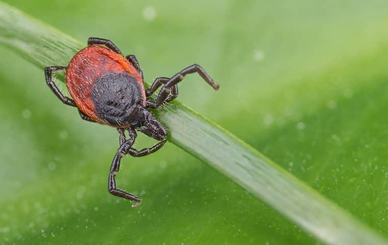 image of a tick