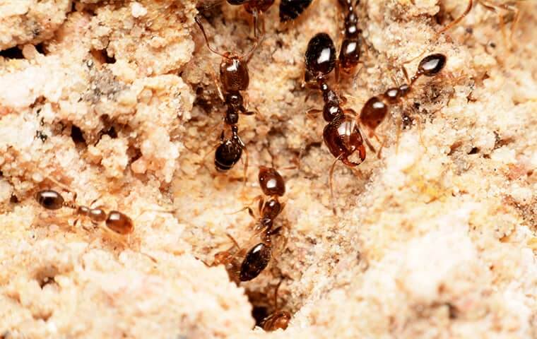 image of fire ants