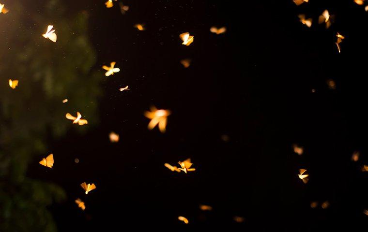 What Seeing Termite Swarmers Around San Antonio Means For Your Home