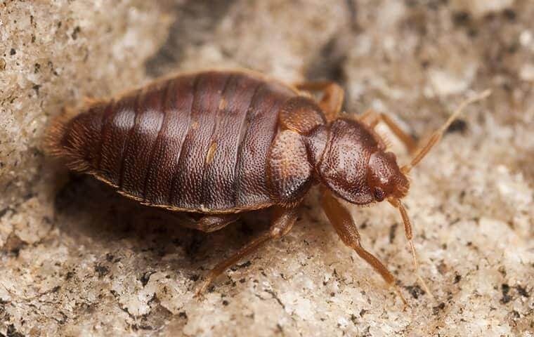 image of bed bugs
