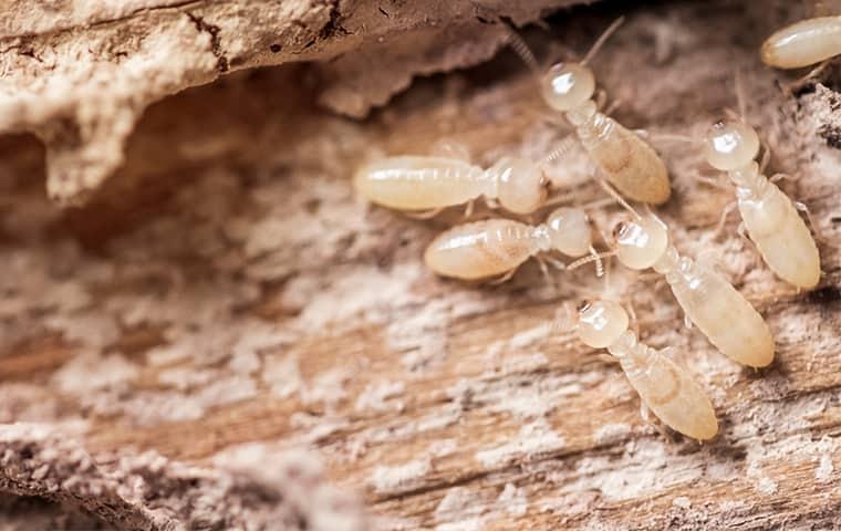 image of termites