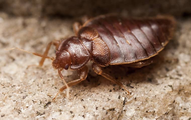 Bed Bugs