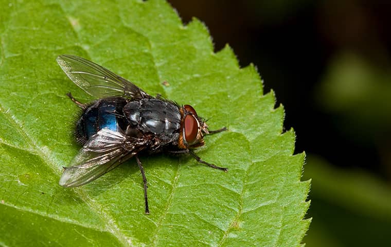 Bottle Flies