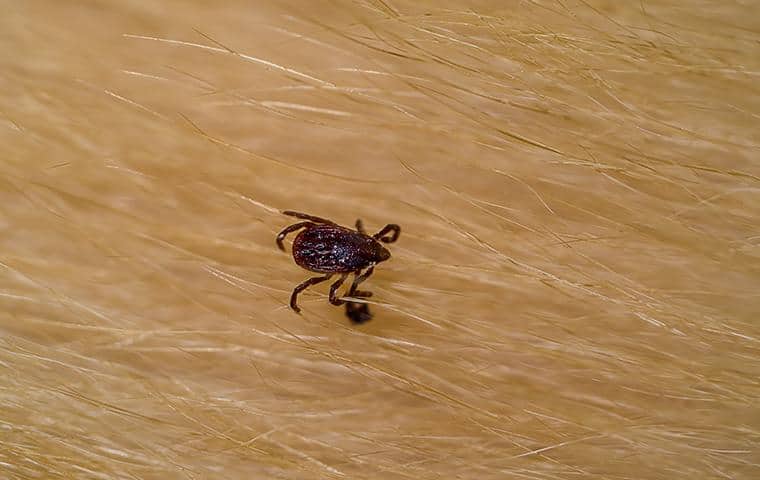 Brown Dog Ticks